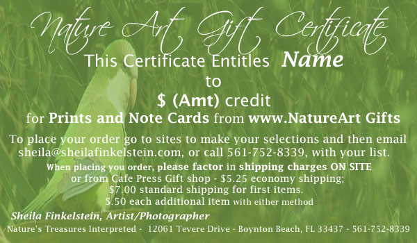 gift certificate